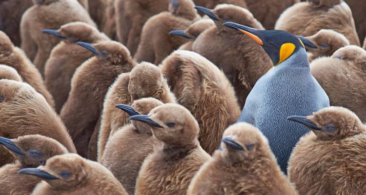 Groupe dense de poussins de manchots royaux avec un seul adulte coloré qui se distingue.