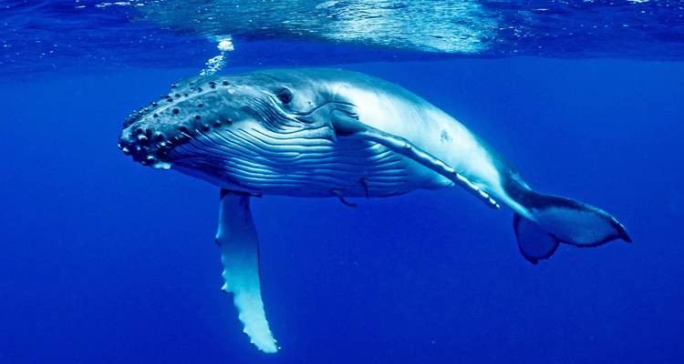 Photographie sous-marine d'une baleine à bosse nageant avec grâce dans les eaux océaniques d'un bleu profond.