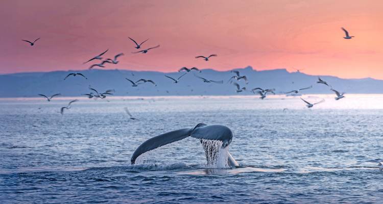 De staart van een walvis komt uit de oceaan omhoog bij zonsondergang terwijl zeevogels over de kleurrijke lucht vliegen.