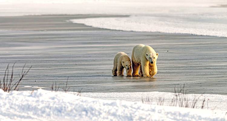 Ours polaire femelle marchant sur la glace de mer gelée avec son petit qui la suit de près.