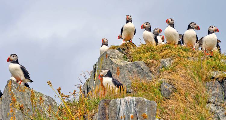 Groep Atlantische papegaaiduikers op grasachtige rotspartijen op een klif onder grijze hemel