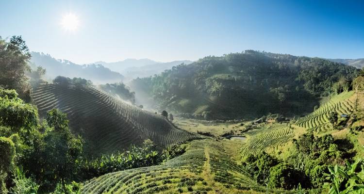 Morgensonne beleuchtet ein nebelverhangenes Bergtal mit Tee- oder Anbaureihen und umgebenden Wald.