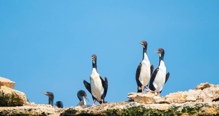 Gruppe von Seevögeln, die auf felsiger Erhebung gegen einen klaren blauen Himmel auf den Ballestas-Inseln sitzen.