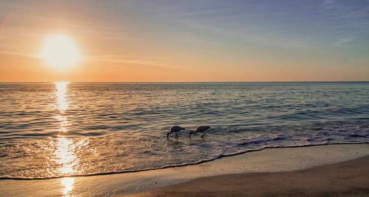 Serene zonsondergang boven een kalme zee met twee strandvogels wadend in de zachte branding.