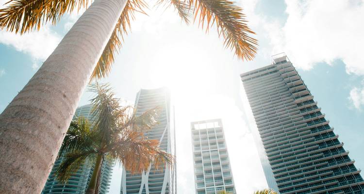Tronco de palmera que dirige la vista hacia modernos edificios de gran altura bañados por el brillante sol de Miami.