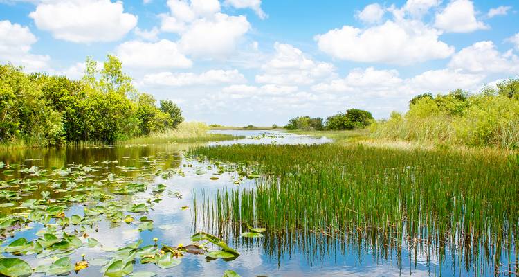 Escena brillante de humedal con nenúfares, pastos de pantano y canales de agua reflectante en el Parque Nacional Everglades.