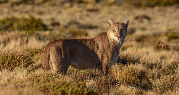 Wilde poema staat alert in gouden grasland en kijkt naar de camera.