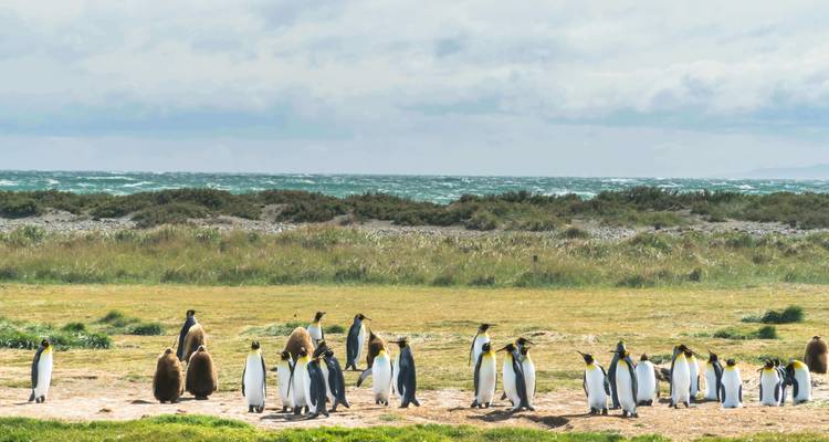 Kolonie koningspinguïns staand op grasachtige kustenvlakte met ruige zee op de achtergrond.