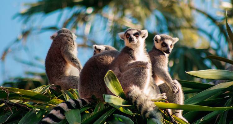 Group of ring-tailed lemurs lounges among green palm fronds, tails hanging gracefully.