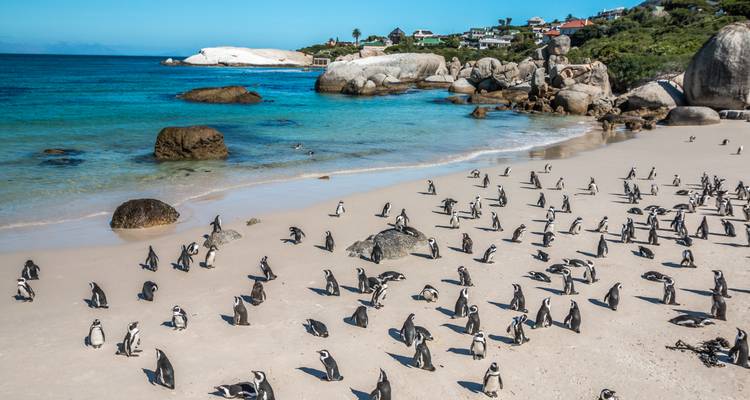 Afrikanische Pinguine verstreut über die weißen Sandstrände und türkisfarbenen Gewässer von Boulders Beach.