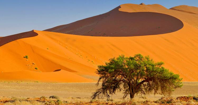Sich türmende orange Dünen von Sossusvlei, die sich um einen einsamen grünen Akazienbaum unter klarem Himmel erstrecken.
