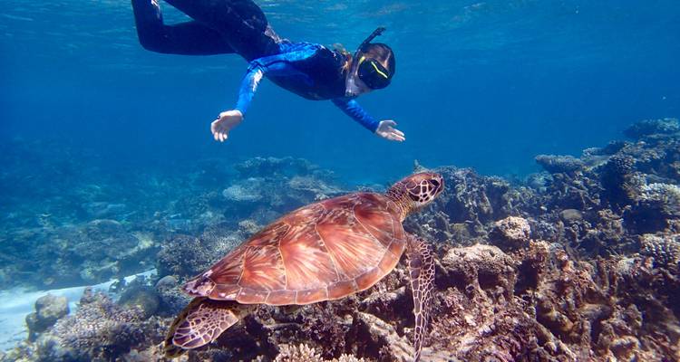 Schnorchler, der nach einer Meeresschildkröte greift, die über bunte Korallen im klaren Wasser des Ningaloo-Riffs gleitet.