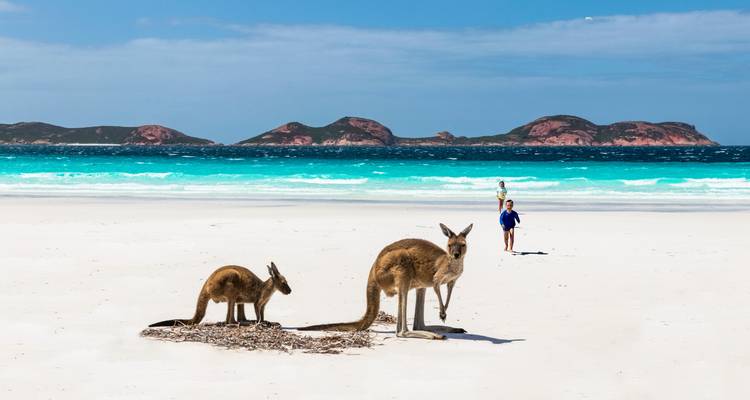 Kängurus, die sich auf dem makellosen weißen Sand der Lucky Bay mit türkisfarbenem Meer und Inseln im Hintergrund entspannen.