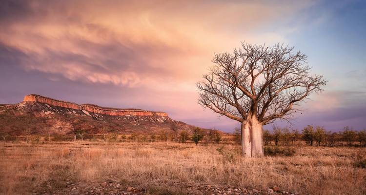 Árbol boab solitario erguido en una vasta llanura del interior bajo un dramático cielo de atardecer en tonos pastel en el Kimberley.