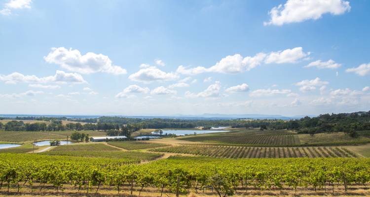 Zonnig panoramisch uitzicht over keurige rijen wijngaarden, kleine meren en verre heuvels onder een heldere blauwe hemel.