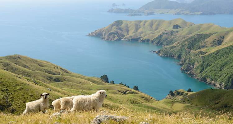 Tres ovejas pastan en las verdes colinas costeras con vista a una amplia bahía azul y una costa escarpada.