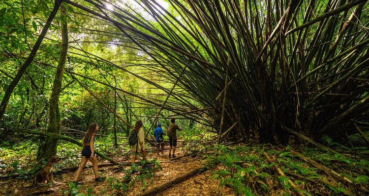 Kleine groepswandelingen langs een junglepad onder torenhoge bamboebogen in gevlekt licht.