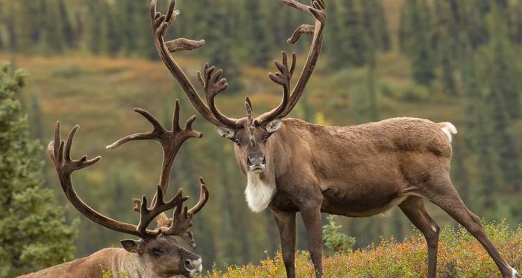 Two majestic caribou with massive antlers stand on alpine tundra with a blurred forested backdrop.