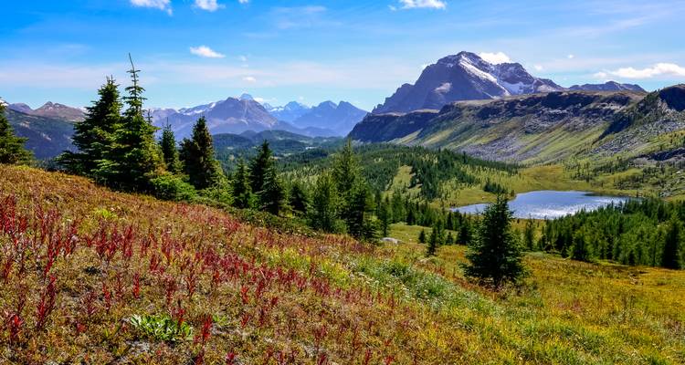 A colourful alpine meadow with red and gold foliage, fir trees, a reflective tarn and jagged Rocky Mountains under a bright blue sky.