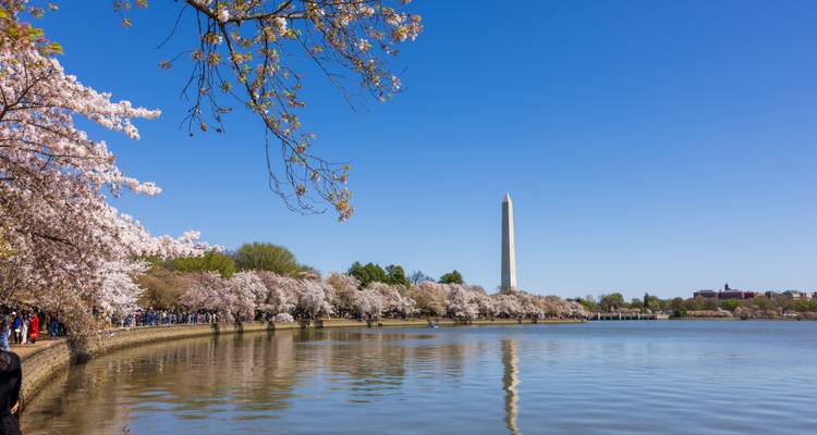 Les cerisiers en fleurs bordent le Tidal Basin avec le Washington Monument se reflétant dans les eaux tranquilles sous un ciel bleu clair.