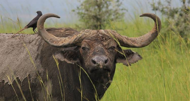 Vue rapprochée d'un buffle africain aux cornes recourbées debout dans les hautes herbes, un oiseau perché sur son dos.