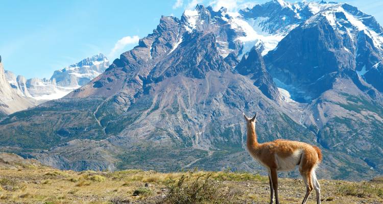 Wildes Guanako stehend vor schneebedeckten Granitspitzen der Torres del Paine