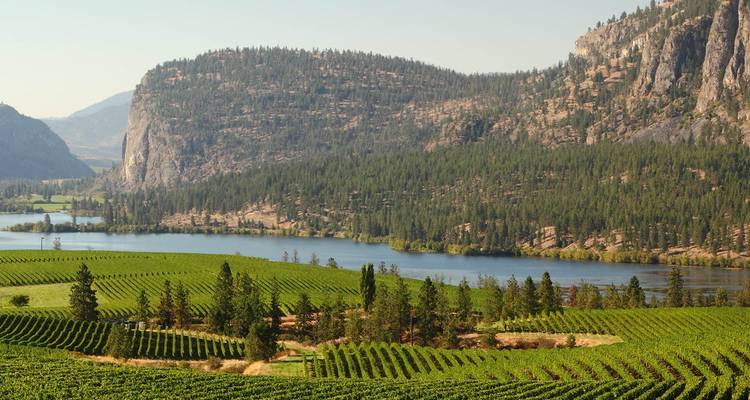 Des rangées de vignobles baignées de soleil descendant vers un lac bleu encadré par des falaises et des montagnes boisées.