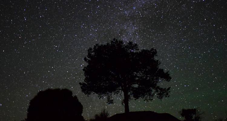 Silhouette d'un arbre solitaire face à un ciel nocturne désertique rempli d'étoiles de la Voie lactée