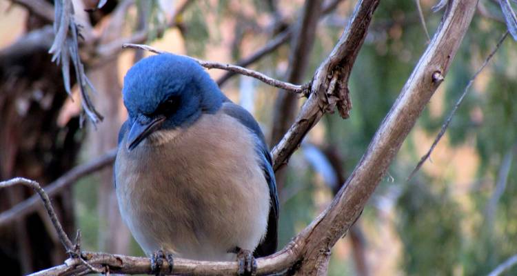 Gros plan d'un oiseau aux couleurs vives bleu et beige perché sur une branche dans un arbuste du désert