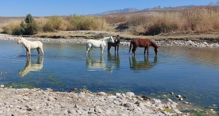 Quatre chevaux sauvages se tenant debout et buvant dans une rivière désertique peu profonde avec des montagnes au loin