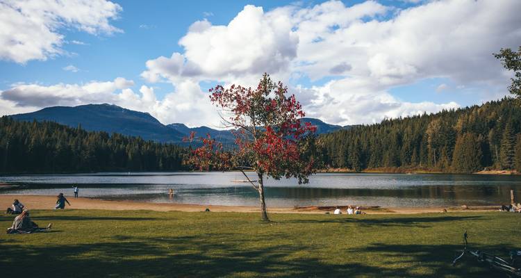 Lac de montagne serein avec un arbre solitaire aux baies rouges, une rive forestière et des visiteurs dispersés profitant de la plage.