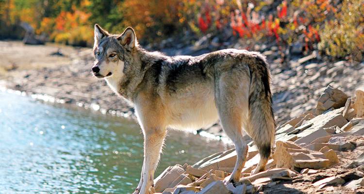 Le loup gris se tient en alerte sur la rive rocheuse d'un lac avec une eau bleue scintillante et un feuillage automnal coloré en arrière-plan.