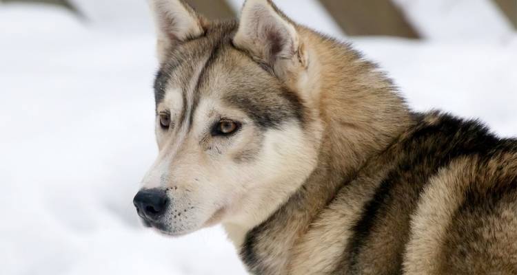 Retrato en primer plano de un perro husky contra un fondo nevado.