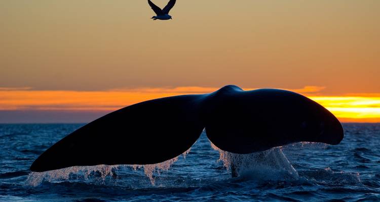 Gesilhouetteerde walvisstaart die spettert in de oceaan tegen een vurige zonsondergangshorizon met een meeuw die erboven zweeft.