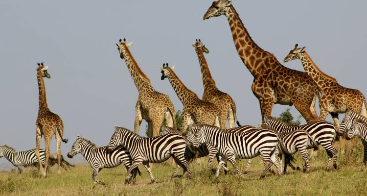 Les girafes et les zèbres se déplacent à travers les prairies ouvertes de la savane sous un ciel dégagé.