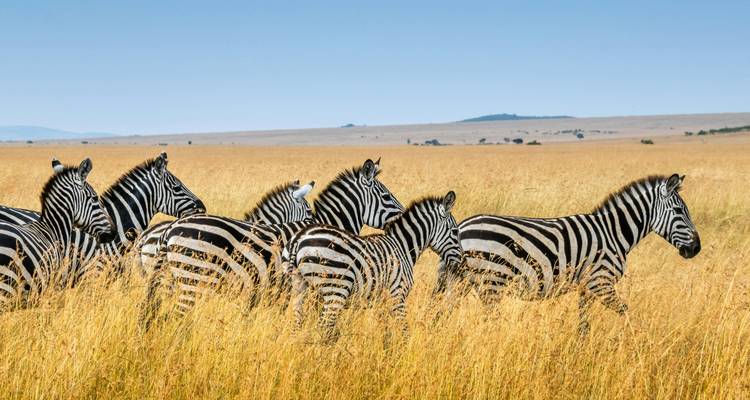 Un petit troupeau de zèbres se dresse au milieu des hautes herbes dorées de la plaine du Maasaï Mara.