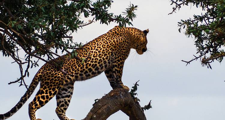 Un léopard perché sur une branche d'arbre scrute la savane en contrebas.