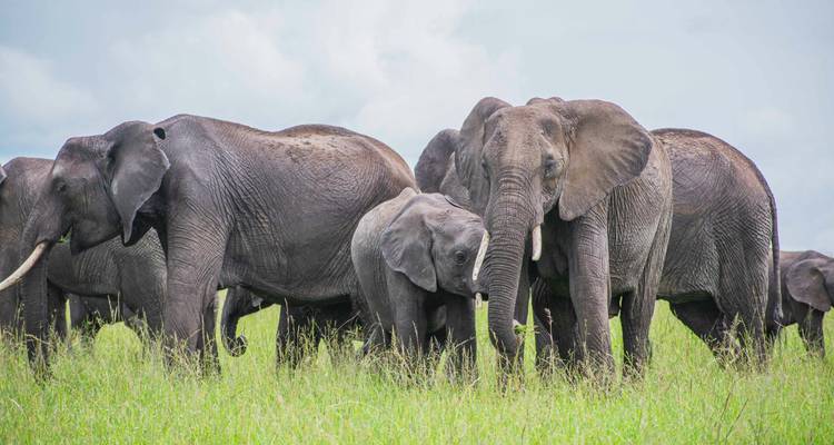 Un troupeau d'éléphants africains se rassemble étroitement dans l'herbe verte de la savane.