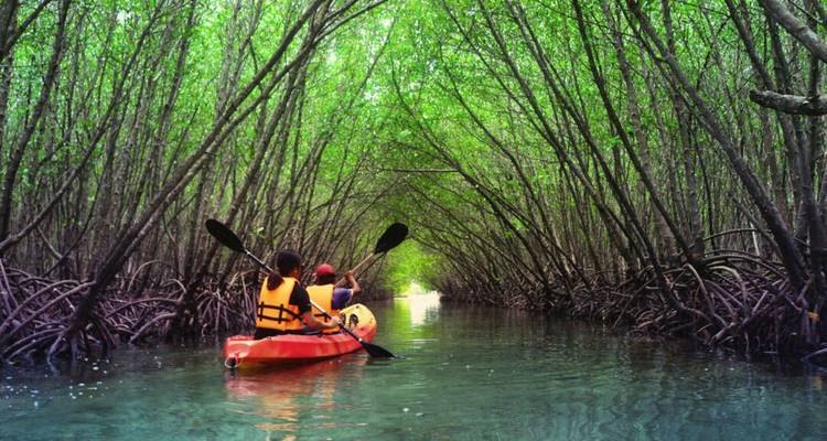 Kayakers paddle through a tunnel-like canopy of mangrove trees with emerald water reflecting tangled roots.