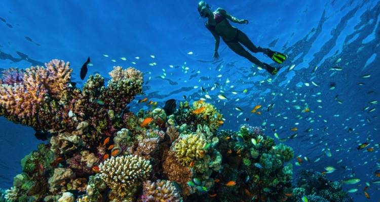 Snorkeler glides above vibrant coral reef teeming with colourful tropical fish in crystal-clear water.