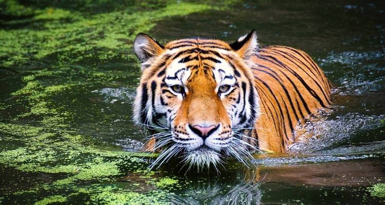Primer plano de un tigre de Bengala nadando a través de un estanque verde del bosque