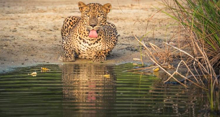 Leopard crouched at water’s edge drinking from a reflective pool in soft light