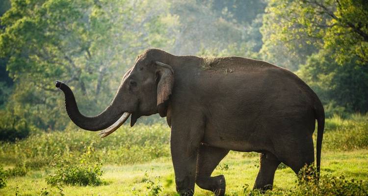 A lone Asian elephant walks across a sun-lit grassy clearing bordered by dense green forest.