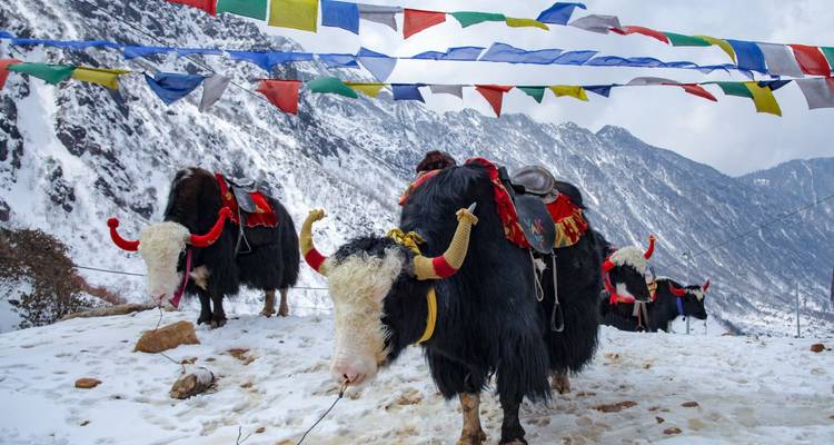 Geschmückte Yaks mit bunten Sätteln stehen auf schneebedecktem Hang, eingerahmt von Gebetsfahnen und Gipfeln.