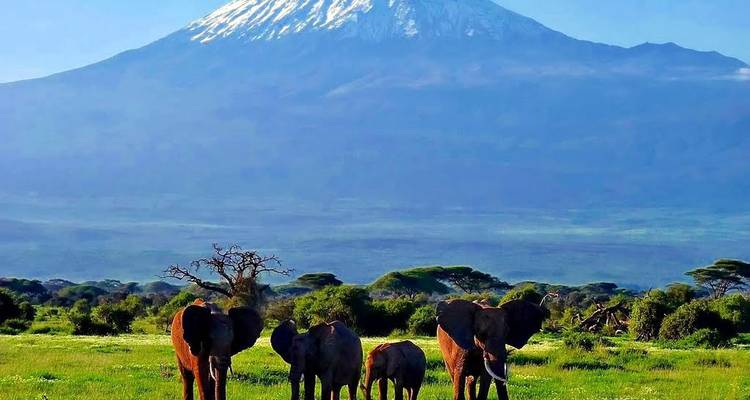 Eine Elefantenfamilie grast in der grünen Savanne mit dem schneebedeckten Mount Kilimanjaro, der den Horizont dominiert.