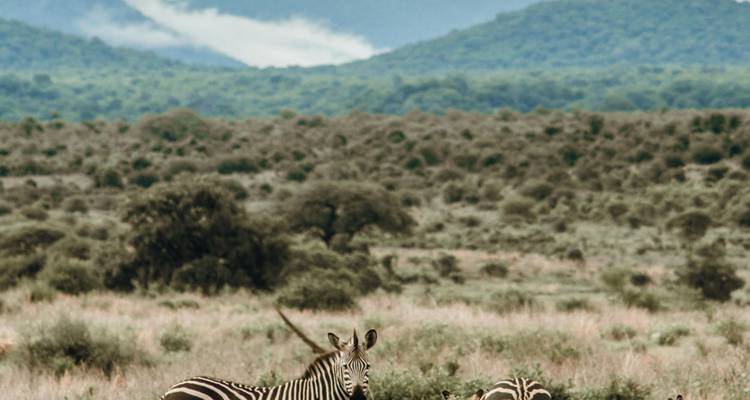 Zwei Zebras stehen wachsam in weitläufigem Buschland mit gestaffelten grünen Hügeln und Wolken dahinter.