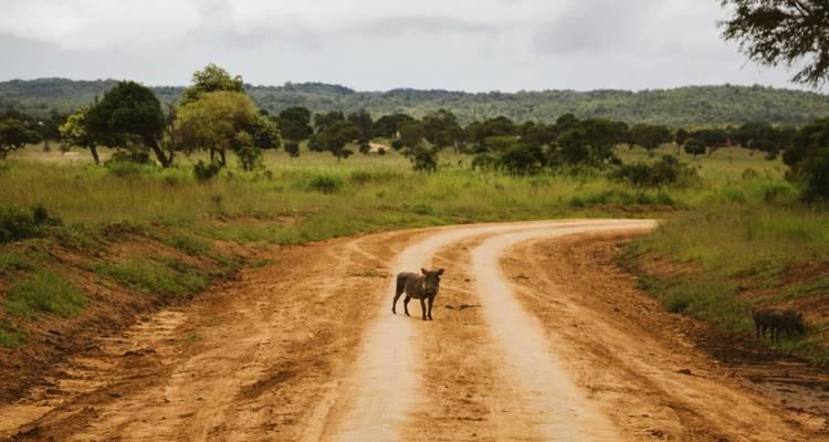 Ein einsames Warzenschwein steht auf einem gewundenen Feldweg, der sich durch die grüne Savanne unter einem bewölkten Himmel schlängelt.