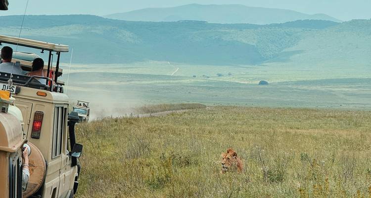 Offene Safari-Jeeps wirbeln Staub auf dem Grasland auf, während ein Löwe aus dem hohen Gras in der Nähe zuschaut.