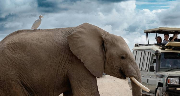 Ein Elefant überquert eine staubige Straße vor einem Safari-Fahrzeug, während ein weißer Vogel auf seinem Rücken sitzt unter einem dramatischen Himmel.