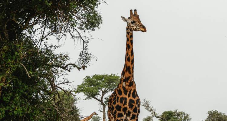 Eine einsame Giraffe steht hoch neben belaubten Akazienbäumen vor einem blassen Himmel.
